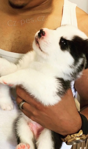 m�t 2 kr�sn� �ernob�l� alja�sk� malamuty