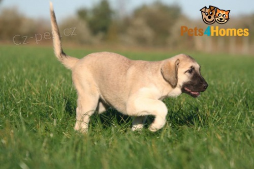 Anatolsk� ov��k k dispozici