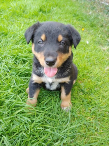 p�ipravena rozko�n� �t��ata kelpie