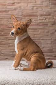 2 Basenji �t��ata muzy a zeny