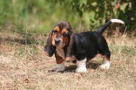 kr�sn� �t���tka Basset Hound hledaj�c� nov� domovy