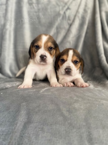 P�ipraven p�edstavit m�j kr�sn� vrh �t��at b�gl�. M�m 2 n�dhern� �t��ata, kter� budou hledat sv� nav�dy domovy.