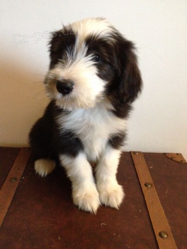 bearded  kolie pro nov� domovy