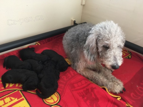 Bedlington teri�r �t��ata k adopci