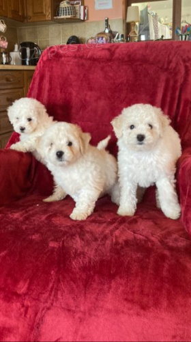 Bichon-frize �t��ata k adopci