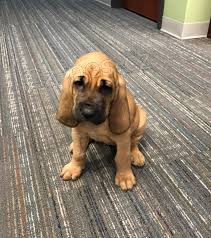 k dispozici �t���tka Bloodhound