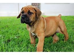D�ti Boerboel k adopci