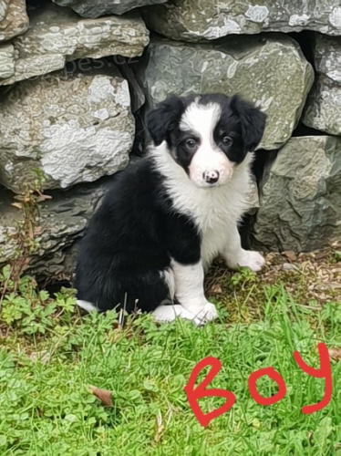 Kr�sn� �t���tka border kolie