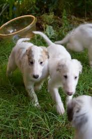 Kr�sn� Barzoj �t��ata