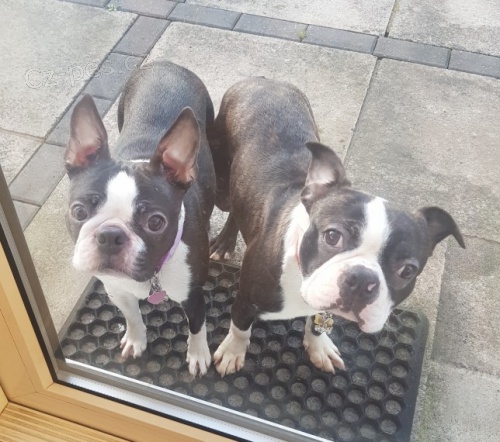 2 �t��ata miniaturn�c boston teri�r�