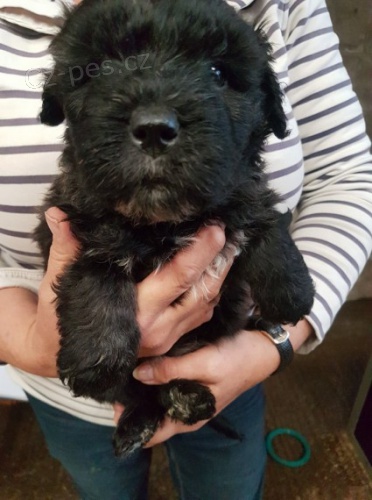 �t��ata Bouvier Des Flandres