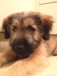 Katal�nsk� ov��k pro nov� domovy