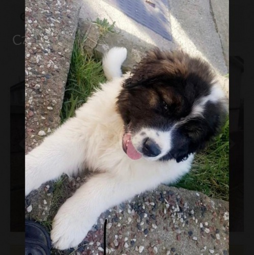 K dispozici �t��ata kavkazsk�ho ov��ka