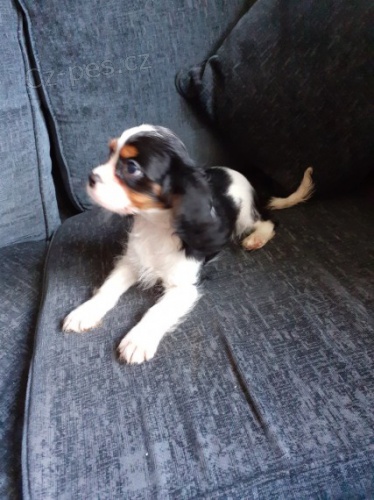 Kaval�r King  �pan�l �t��ata, kte�� hledaj� nav�dy domovy.