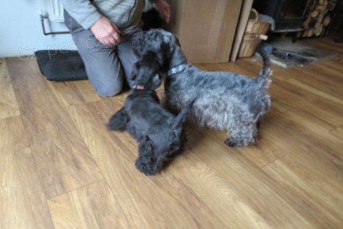 �t��ata �esk�ho teri�ra k dispozici