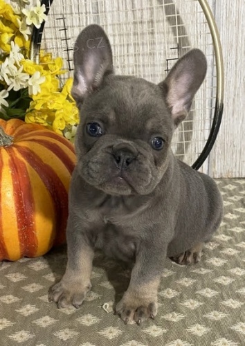 Francouzsk� buldo�ek