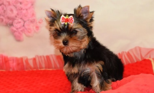 Jork��rsk� teri�r s PP