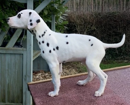 DALMATIN �T���TKA S PP