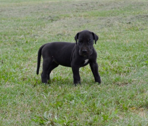 Na prodej ��asn� doga �t��ata