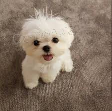 ��asn� maltsk� �t��ata