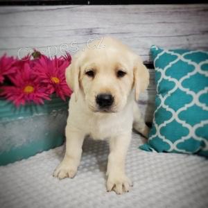 labradorsk� retr�vr