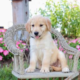 Zlat� retriever