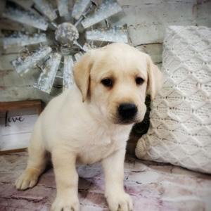 labradorsk� retr�vr