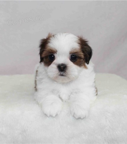 �t��ata shih tzu