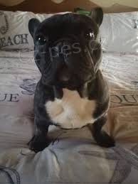 M�me kr�sn� a velmi inteligentn� 70denn� �t��ata francouzsk�ho buldo�ka, zdrav� psy a feny. Dal�� informace z�sk�te na sv�m ��sle WhatsApp.