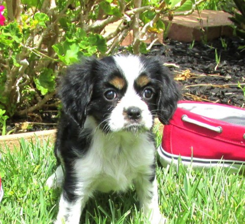 12 t�dn� star� �t��ata Cavalier King Charles##$ 