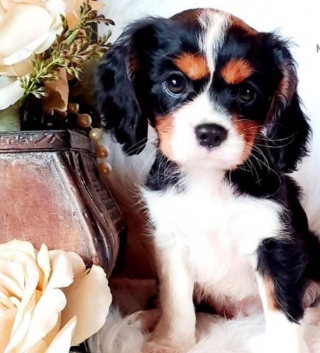 12 t�dn� star� �t��ata Cavalier King Charles.,.,vddk 
