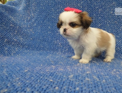 Okouzluj�c� �t��ata Shih-Tzu