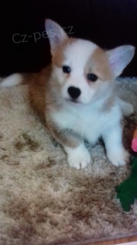 �t��ata Wells..h Corgi Pembroke p�ipraven� pro va�e domovy
