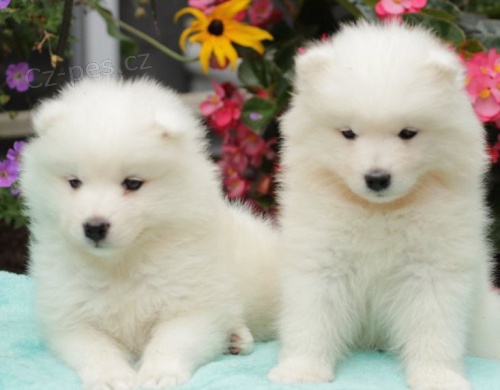 N�dhern� o�kovan� samojed �t��ata pro nov� domovy>: