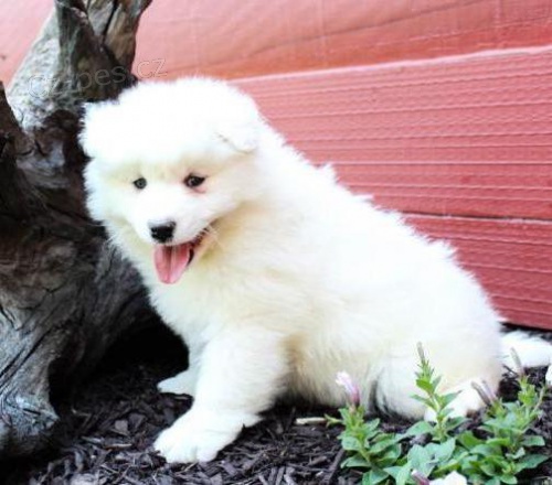 N�dhern� o�kovan� samojed �t��ata pro nov� domovy{{}