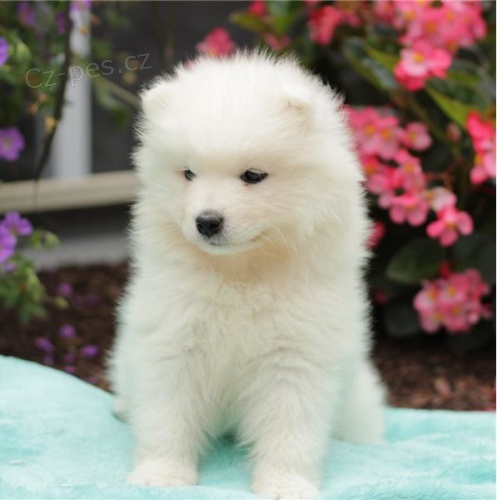 N�dhern� o�kovan� samojed �t��ata pro nov� domovy"":"