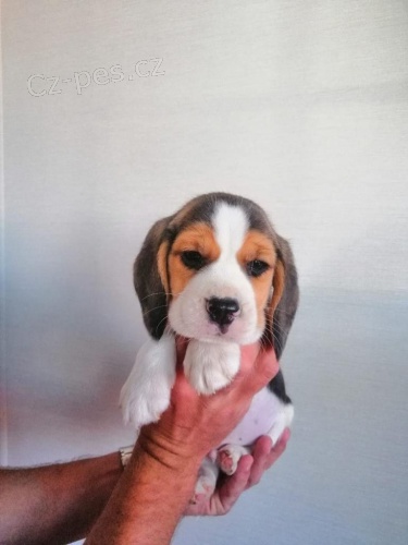 Absolutn� rozko�n� �istokrevn� �t��ata Beagle??