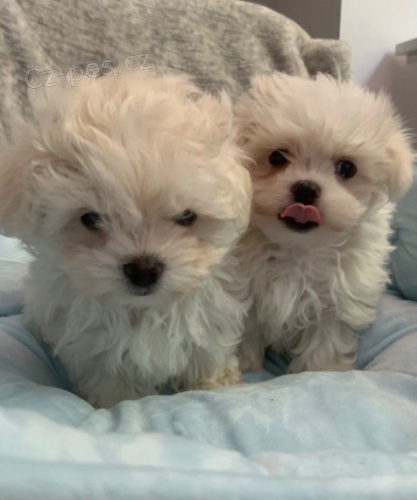 Kr�sn� chlapec a d�vka maltsk� �t��ata