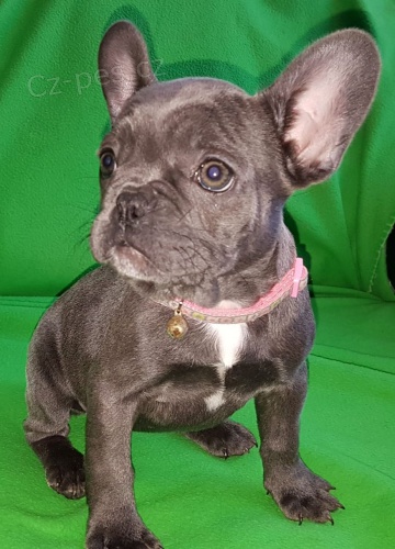 Vynikaj�c� �t��ata francouzsk�ho buldo�ka...