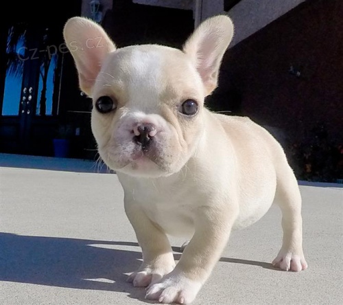 Vynikaj�c� �t��ata francouzsk�ho buldo�ka;;