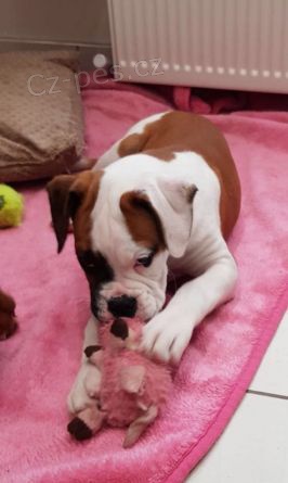 K dispozici dv� �t��ata boxera