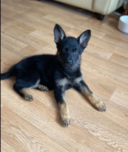 N�meck� ov��k �t�n� na prodej./.