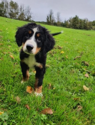 Bern�t� sala�ni�t� psi na prodej...!!