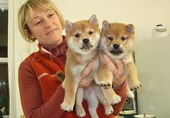 �t��ata shiba inu|