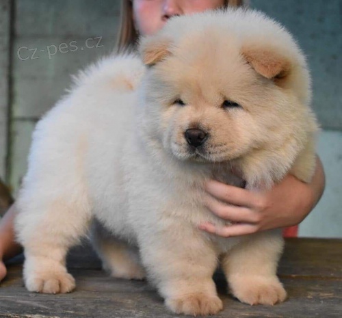 �au �au �t��ata s vynikaj�c�m rodokmenem