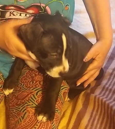 Americk� stafordsk� terier