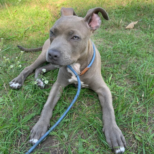 Am. staf. teri�r - fene�ka 