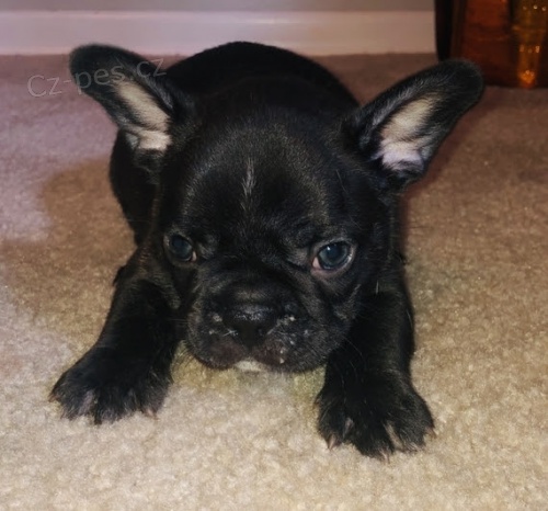 Francouzsk� buldo�ek ?