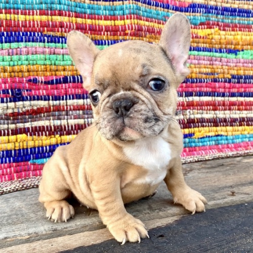 Francouzsk� buldo�ek s PP FCI