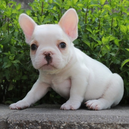 Francouzsk� buldo�ek s PP.